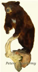 Black Bear lifesize wall mounted by Peters' Taxidermy